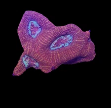 WYSIWYG Red Acan Bowerbanki Live Coral Frag Bright SPS LPS Reef Aquarium Tank