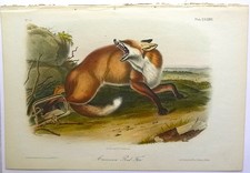 Audubon 1st ed Octavo  AMERICAN RED FOX   Quadrupeds of N. America 1849 original