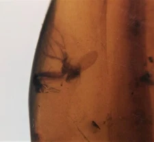 100 MILL. YEARS OLD BURMITE AMBER WITH 2 FLIES  (ABR14/13)