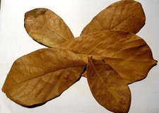 DRIED JACKFRUIT LEAVES Organic BioFilm Shrimp Aquarium 100%Ceylon Natural 100 PC