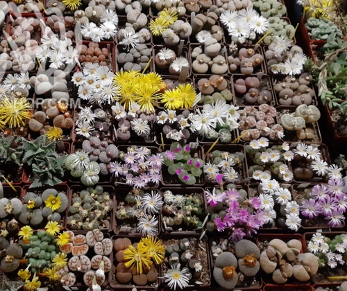 Lithops mix   1000seeds harvest 2025
