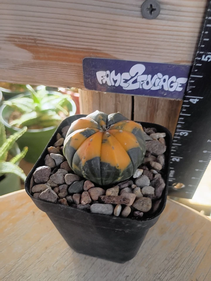Astrophytum Asterias Variegated Cactus - Image 2 of 2