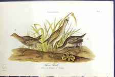 Antique Old Print Sora Rail Male Female Young Birds Warren Colour 1890 Nature
