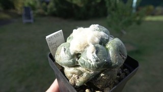 Kaktus Kakteen: Ariocarpus lloydii Hybr. 6 cm gepfropft grafted