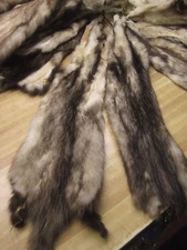  Black Phase Opossum Fresh Tanned # 3 Quality DAMAGED  ID TAG Green ( REDUCED )