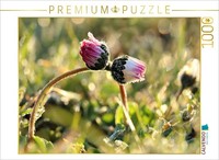 Calvendo Puzzle The Daisies Embracing In The Morning Dew | 1000 Pieces, Finished