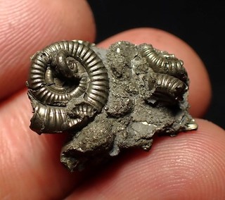 Pyrit Multi Ammonit Fossil (22mm) Crucilobiceras Charmouth Jurassic Coast UK