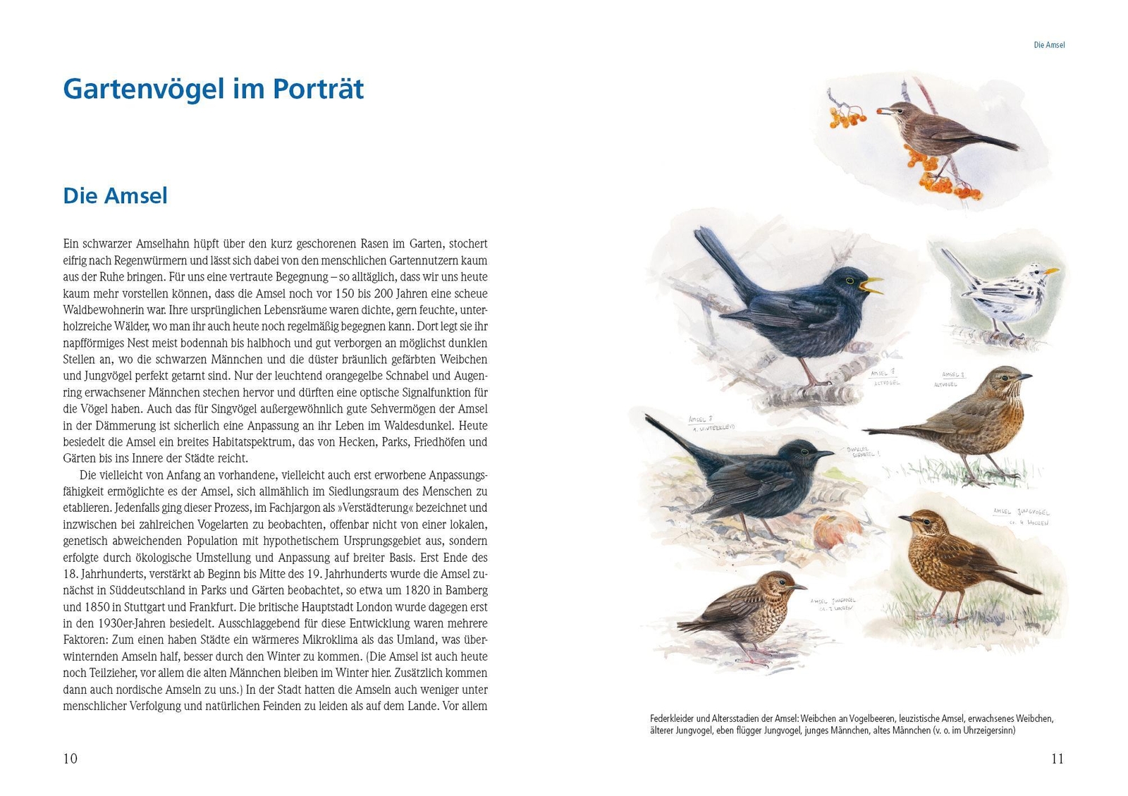 Thumbnail - Das Große Buch Der Gartenvögel | Uwe Westphal | Deutsch | Buch | 288
