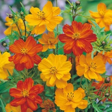 Cosmos POLIDOR Mix Citrus Shades Mother Nature's Seeds Non-GMO 100 Seeds