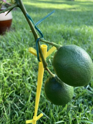 Fruit tree, plant branch support.  Plant branch holder.  Garden stake. 