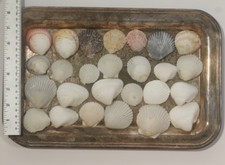 Lot 26 Scallop Cockle Seashells Sea Shells Sanibel Island Florida Gulf S1