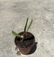 1 Sugarcane Plant With Pot Sweet Juicy Sugarcane Ready To Plant
