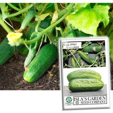 Calypso Cucumber Seeds for Planting, 25+ Heirloom Seeds Per Packet, (), Non G...