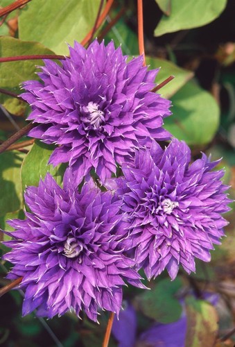 Clematis Hybride 'Multi Blue', Waldrebe, blau, 40–60 cm - Bild 11 von 14