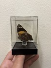 Butterfly Specimen Clear Acrylic Display Case Box - Cethosia/Lacewing Butterfly — photo 4