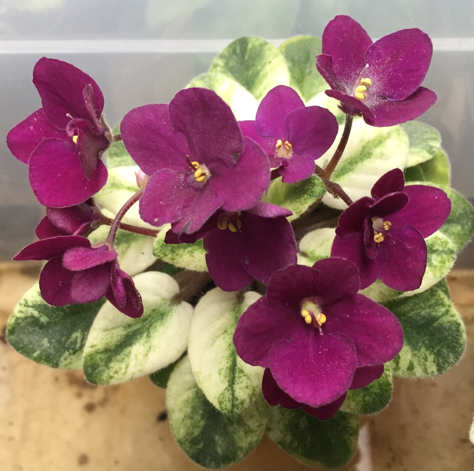 African Violet 'Jolly Jubilee' (M)TWO LEAVES eBay