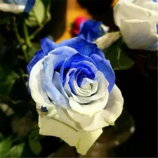 20 SEEDS for Navy Blue/Ivory RARE Rose tea flower Bush exotic plant USA Seller