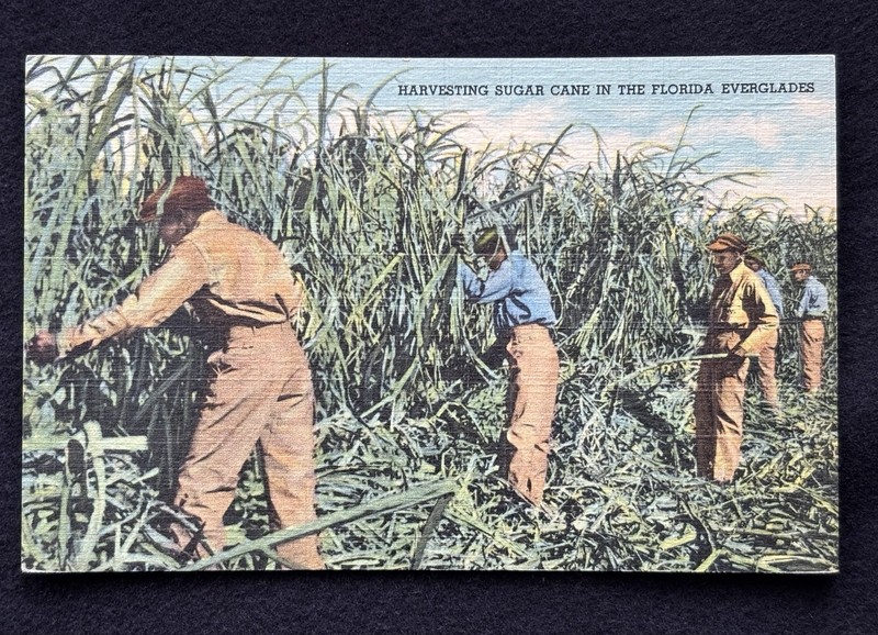 Harvesting Sugar Cane In The Florida Everglades Linen Postcard c1930s