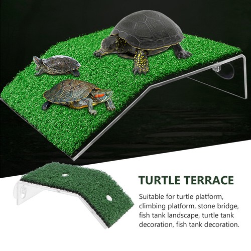 Accessoires lézard tortue habitat tortue transat plate-forme officiel flottante
