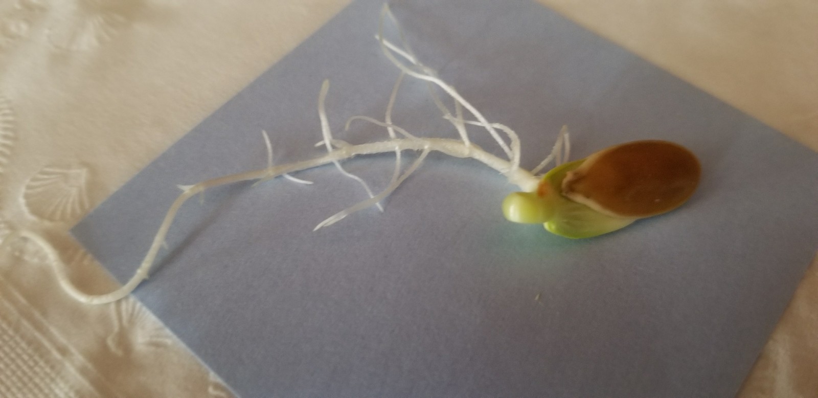 Pumpkin Seed Cinderella's Carriage Pumpkin Seeds eBay