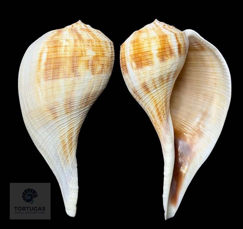 Fulguropsis spirata – 144.6 mm-Pear Whelk