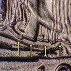 1943-D Walking Liberty Half Dollar DDO DOUBLED DIE OBVERSE AU About Uncirculated