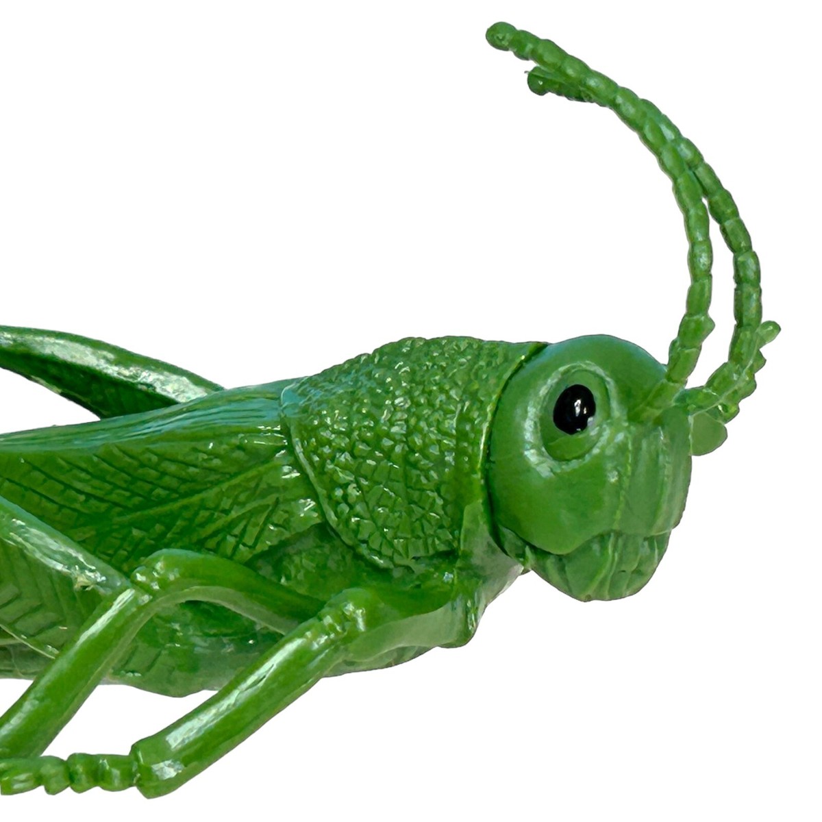 Beautifully Detailed Realistic American Grasshopper Insect Bug 5