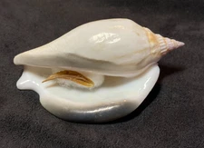 STROMBIDAE Labiostrombus epidromis SILVER LIP 75mm Bohol, Philippines 2016