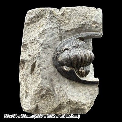 RARE Cornuproetus cornutus Trilobite Fossil A Grade Devonian Morocco Specimen