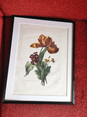 Bouquet with tulip, donkey ear blue cineraria, Auguste Piquet de Brienne, 1824
