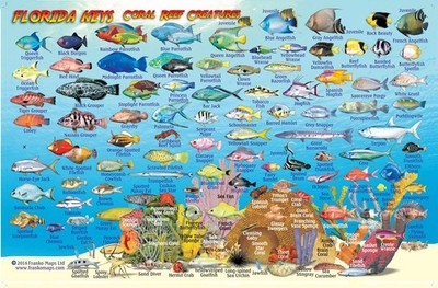 Franko Maps Fish ID Card & Dive Map - Florida Keys