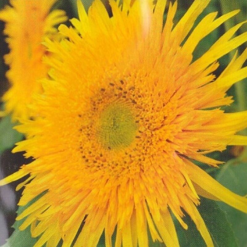 SUNFLOWER - ASTRA GOLD - 250 FINEST SEEDS BULK