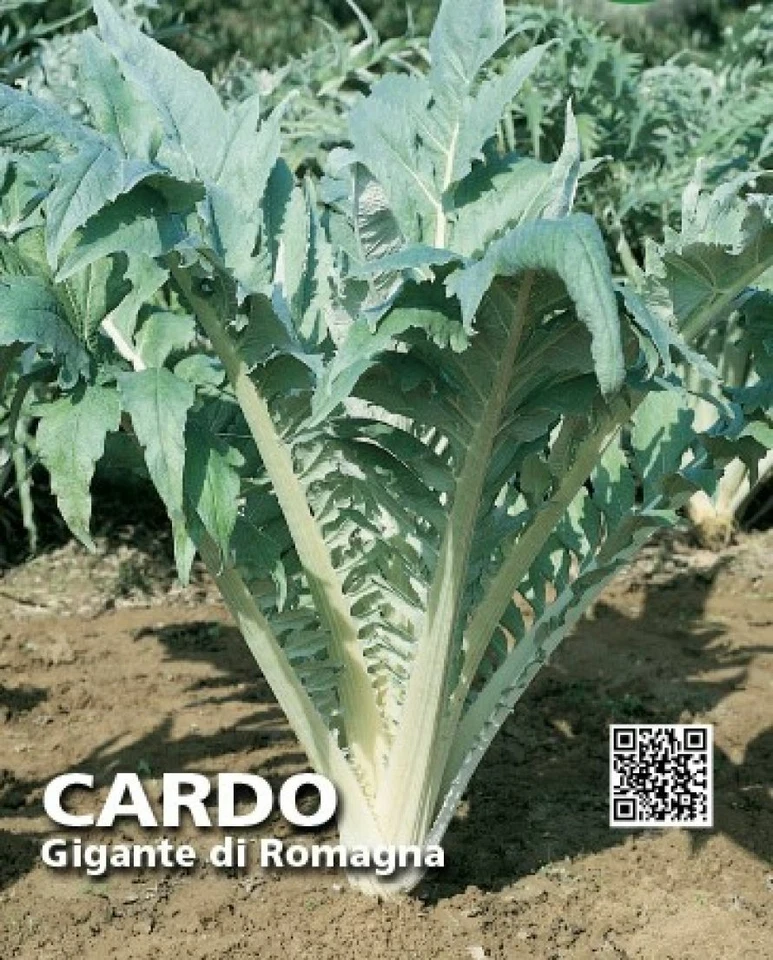 100 SEMI DI CARDO GIGANTE DI ROMAGNA A FOGLIA FRASTAGLIATA