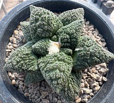 Ariocarpus godzilla from see-d (select) (D1) Euphorbia Ariocarpus Dorstenia