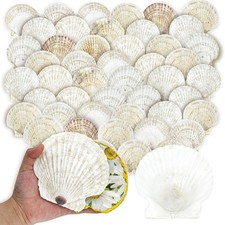 50PCS 4 5 Inch Scallop Shells Bulk White Beach Decor stonechic