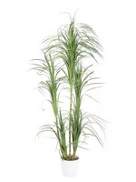 Artplants KüNstlicher Dracaena Busch, Dekotopf, GrüN, 215Cm