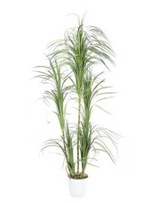 artplants Künstlicher Dracaena Busch, Dekoto...