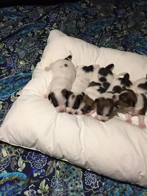 Pure Bred Jack Russell Terrier Puppies Rochedale South Gumtree