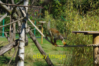 Foto 6x4 Gemeiner Eichhörnchen Affe (Saimiri sciureus) in Birmingham Nature c2011