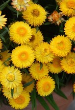 Golden Yellow Strawflower - Pack 100 Seeds - Annual Plant for Home Garden