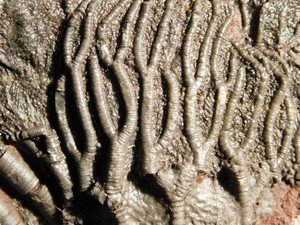 Larger! 430 Million Year Old! CRINOID Fossil or Sea LILY Fossil Morocco 629gr