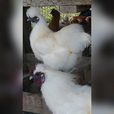 8 PURE WHITE SILKIE FERTILE HATCHING CHICKEN EGGS **Free UPS Ground Shipping