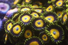 Scrambled Eggs zoas price per 5 polyp frag free shipping at $150 mushrooms SPS