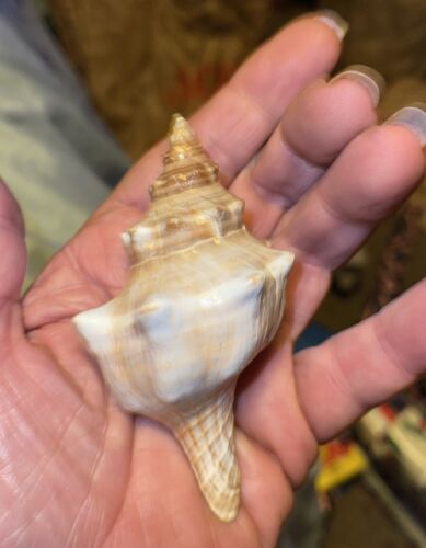 Hawaiian Seashells Large From Kauai - Picture 4 of 5