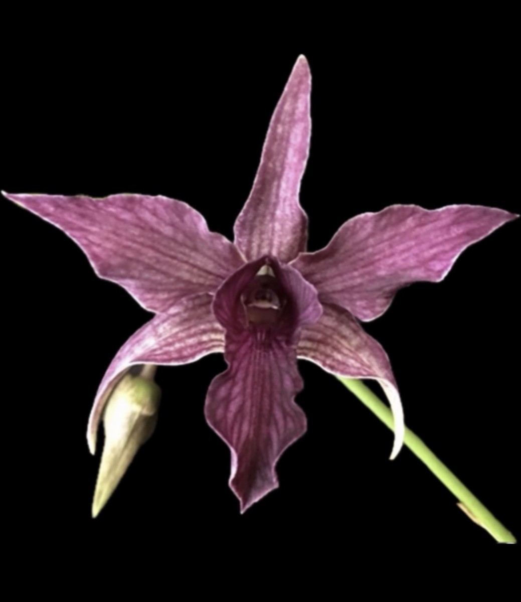 Dendrobium Hawaii Spectacular Den. 4” Orchid Plant | eBay
