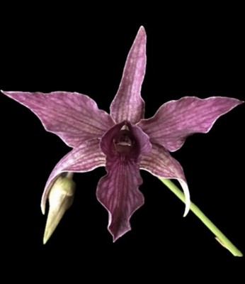 Dendrobium Hawaii Spectacular Den. 4” Orchid Plant | eBay