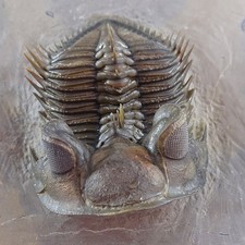 TRILOBITE Erbenochile erbeni