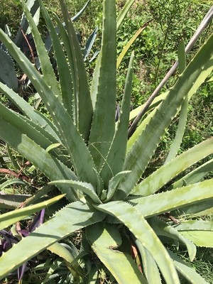 Freshly Cut Aloe Vera Barbadensis Leaf Medicinal Burns