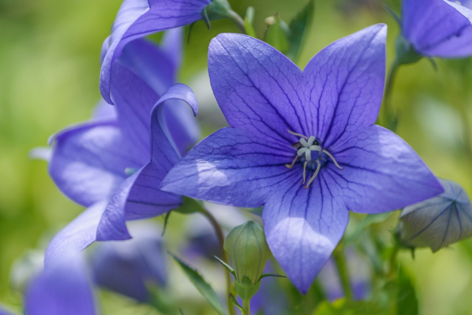 Balloon Flower Toraji {Platycodon grandiflorus}50+seeds Free Shipping