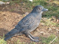 Dohle Krähe Deko Figur Rabenvogel Vögel Rabe Deko Gartenfigur NEU Hotant